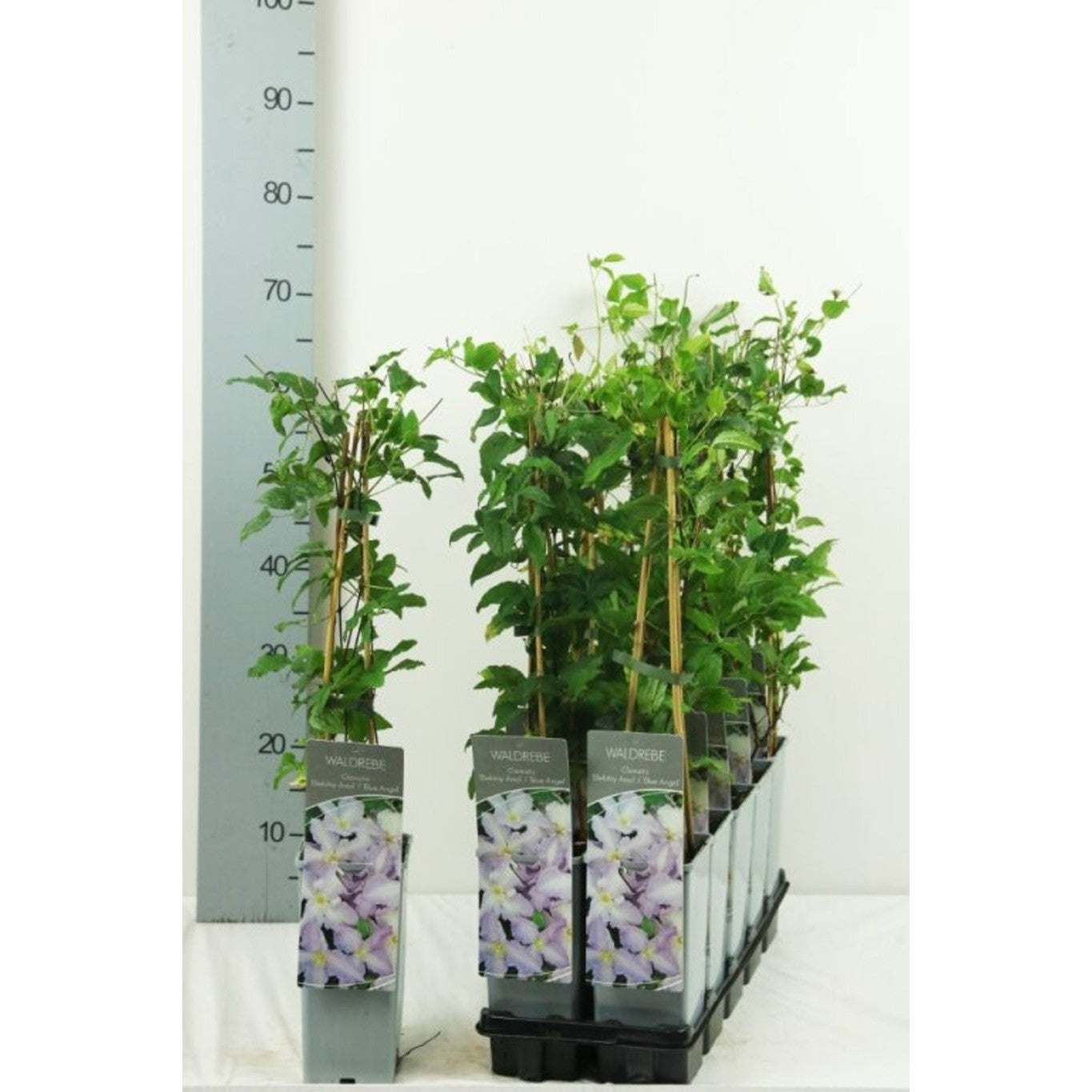 Klematis – Clematis 'Blue Angel' - C2 50-60 CM 3 Stick
